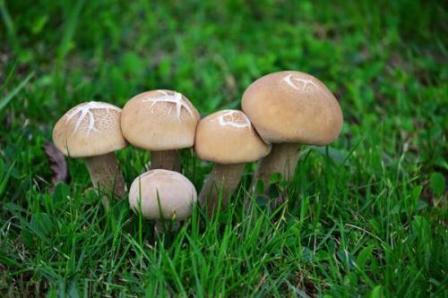钙铁锌硒检测仪价格吃蘑菇的好处有哪些？