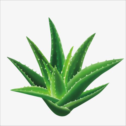 想要知道芦荟都有什么功效下面跟随国产微量元素分析仪品牌来看一下 想要知道芦荟都有什么功效下面跟随国产微量元素分析仪品牌来看一下