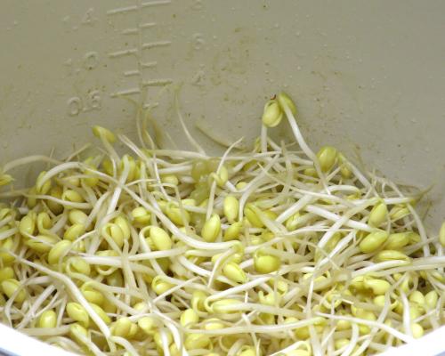 微量元素检测仪黄豆芽富含人体所需的多种微量元素